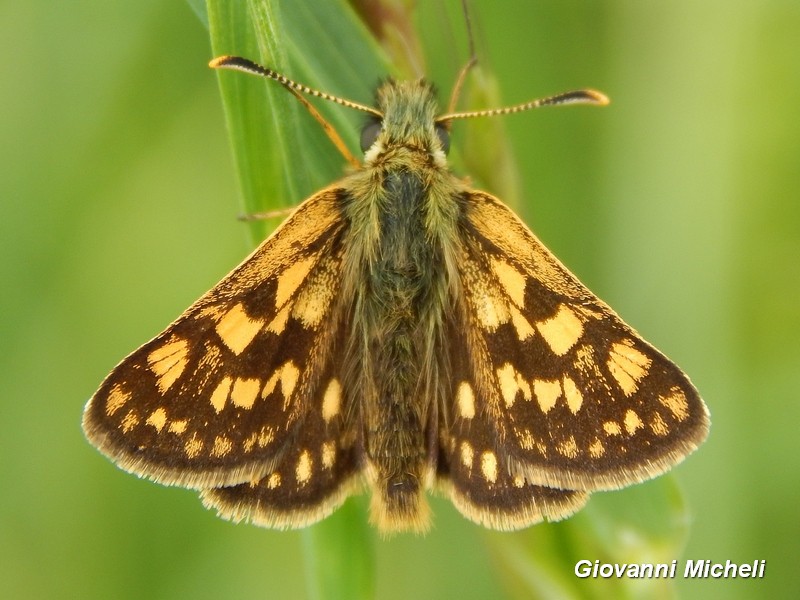 Carterocephalus palaemon, Hesperiidae